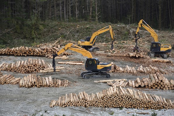 Diggers work at a milling site in exotic forest on the West Coast, New Zealand, Oceania