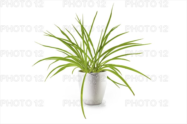 Spider plant (Chlorophytum comosum), an evergreen perennial with long green leaves potted as indoor