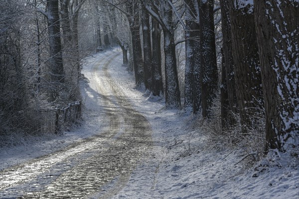 Narrow curvy country road from cobblestone in winter covered with ice and snow between dark tree