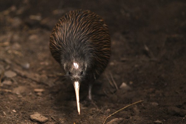 The North Island brown kiwi, Apteryx mantelli, is the most common kiwi, with about 35, 000