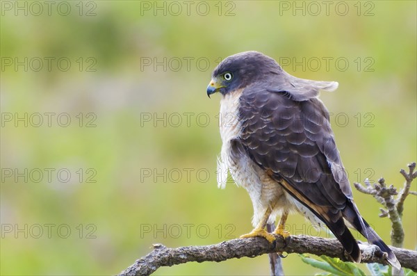 Beautiful Hawk-hawk bird or Roadside Hawk (Rupornis magnirostris) in a tree in the Brazilian