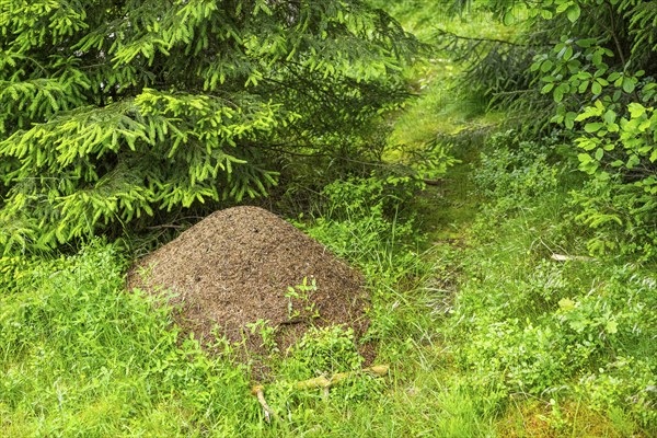 Wood ants (Formica rufa) anthill in a forest, Bavaria, Germany, Europe