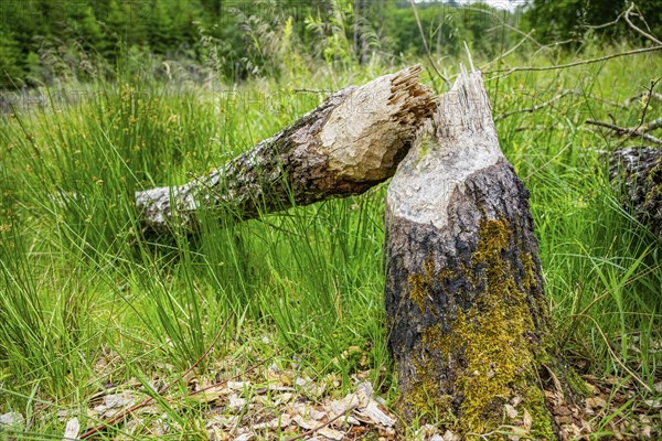 Close-up of a tree felled by a European beaver (Castor fiber) lying grass, Upper Palatinate,