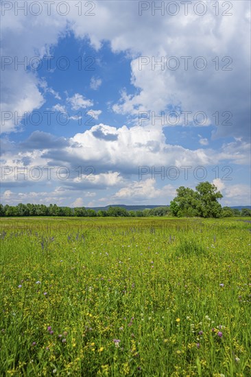 Meadow clary (Salvia pratensis) blossoms growing in a meadow, Bavaria, Germany, Europe