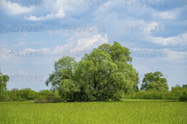 An old cradle (Salix fragilis) stands on a tall meadow, above it clouds in the sky near Pfatter,