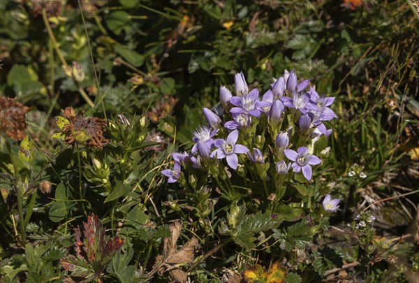 Tufts of gentian (Gentiana ramosa) also known as rich-branched gentian