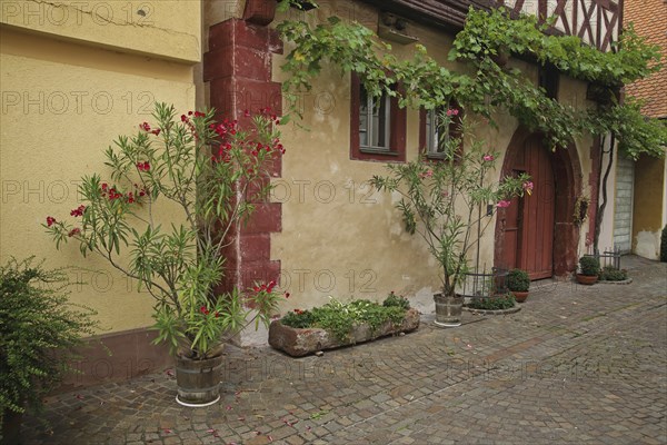 Half-timbered house with flower decoration and grapevine, idyll, house facade, Fischergasse,