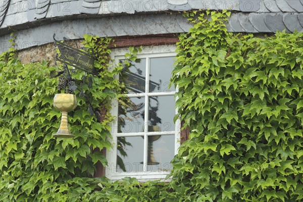 Sign with golden mug from the restaurant Zum Türmchen, window, mug, golden, reflection, ivy, plant