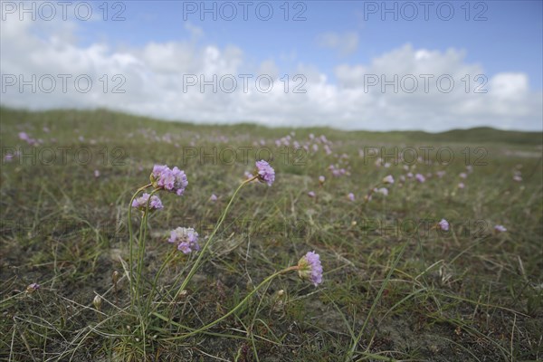 Sea thrift (Armeria maritima), landscape, Nationaal Park Duinen, De Slufter, Texel, Netherlands