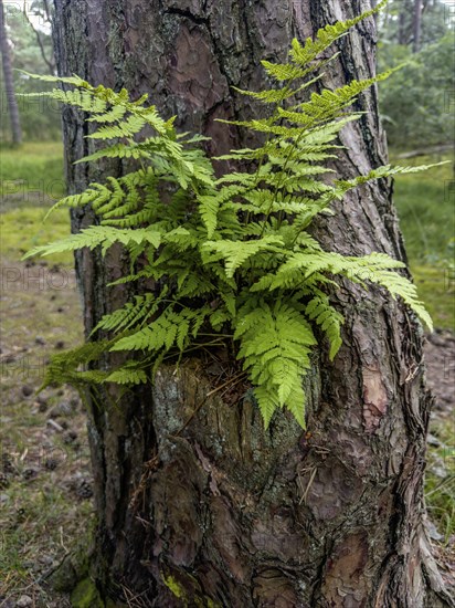 Fern (Pteridium aquilinum) growing on a tree trunk in Ystad, Skane County, Sweden, Scandinavia,