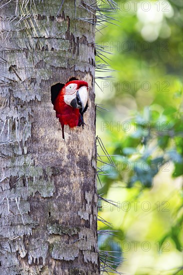 Red-and-green macaw (Ara chloropterus) Buraco das Araras Brazil#