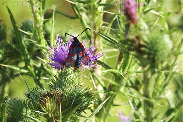 Zygaena filipendulae, Six-spotted Ragwort, July, Saxony, Germany, Europe