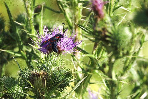 Zygaena filipendulae, Six-spotted Ragwort, July, Saxony, Germany, Europe