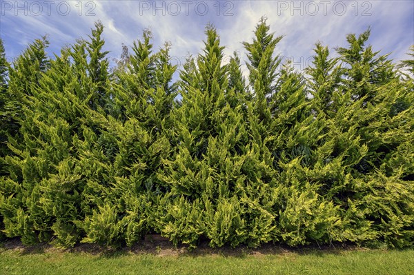 Tree of life or thuja hedge (Thuja), Allgäu, Swabia, Baden-Württemberg, Germany, Europe