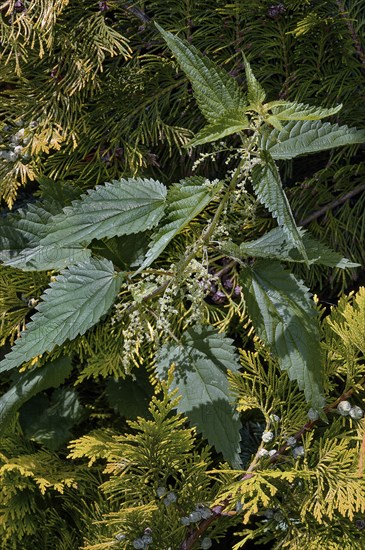 Flowering stinging nettle (Urtica) in a hedge of arborvitae or thuja (Thuja), Allgäu, Swabia,