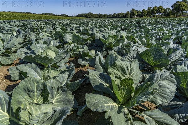 Cabbage cultivation, in a field, young white cabbage, North Rhine-Westphalia, Germany, Europe