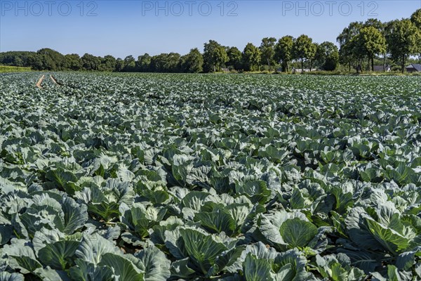 Cabbage cultivation, in a field, young white cabbage, North Rhine-Westphalia, Germany, Europe