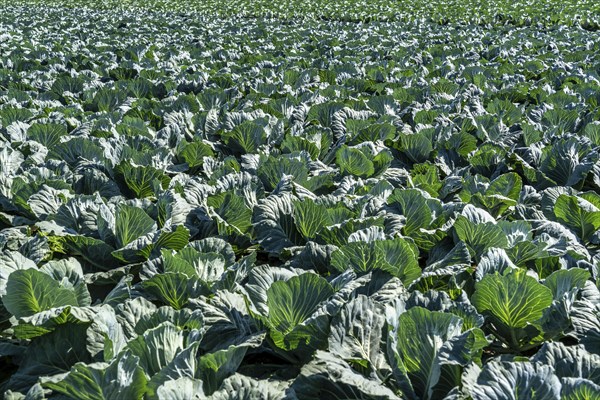 Cabbage cultivation, in a field, young white cabbage, North Rhine-Westphalia, Germany, Europe
