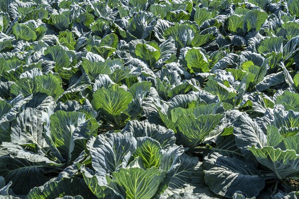 Cabbage cultivation, in a field, young white cabbage, North Rhine-Westphalia, Germany, Europe