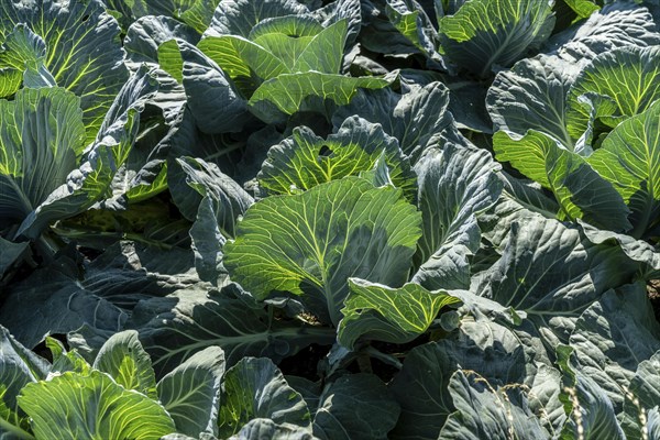 Cabbage cultivation, in a field, young white cabbage, North Rhine-Westphalia, Germany, Europe