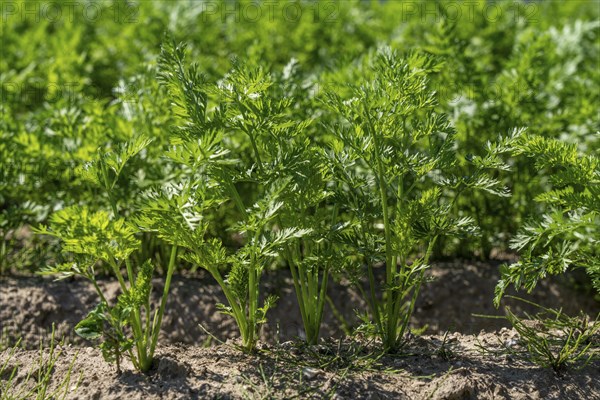 Carrot cultivation, in a field, young plants, North Rhine-Westphalia, Germany, Europe