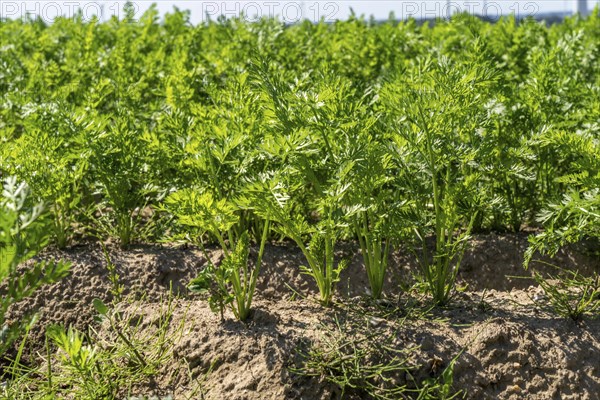 Carrot cultivation, in a field, young plants, North Rhine-Westphalia, Germany, Europe