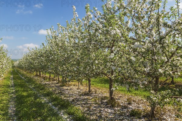 Orchard of Malus domestica, Apple trees with white flower blossoms in spring, Quebec, Canada, North