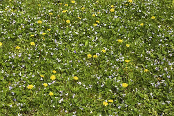 Green grass lawn overgrown with yellow Taraxacum officinale, Dandelion flowers and mauve flowering