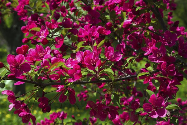 Malus 'Prairifire', Crabapple tree with dark pinkish red flower blossoms in spring, Quebec, Canada,