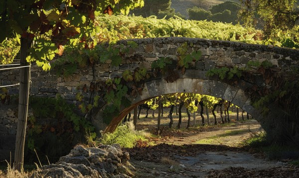 Vineyard with grapevines and an old stone bridge AI generated