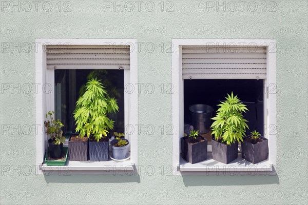 Illegal, illegal, private, private cultivation of hemp, hemp cultivation, hemp plant, hemp plants