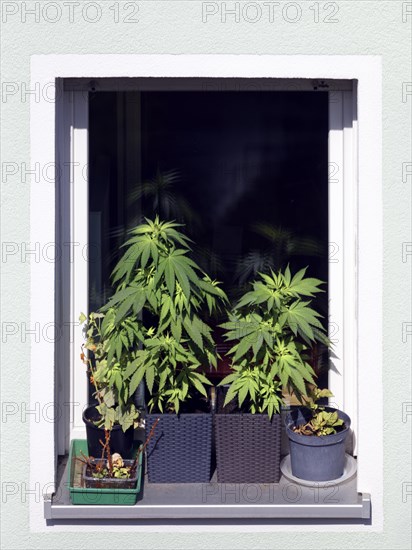 Legal, legal, private, private cultivation of hemp, hemp cultivation, hemp plant, hemp plants