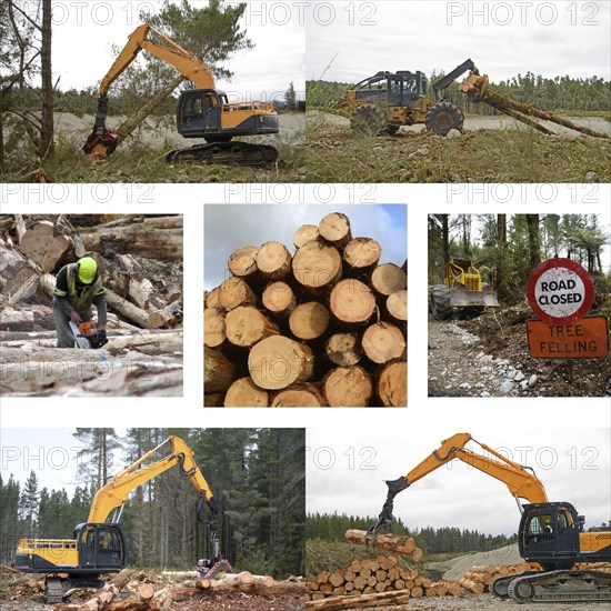 Montage of activities on forestry sites in New Zealand