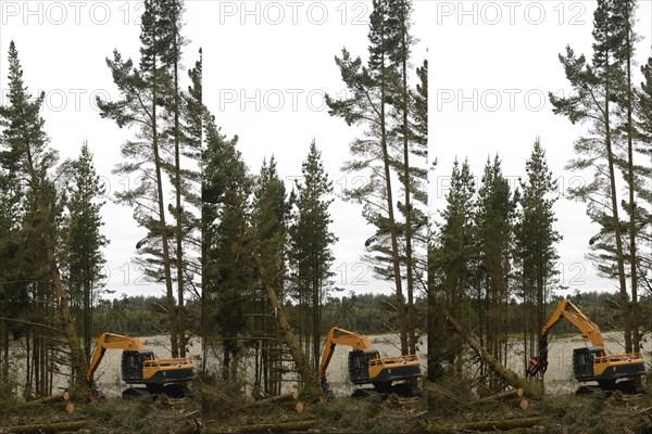 A Pinus radiata tree is felled by an autocutter at a milling site in exotic forest on the West