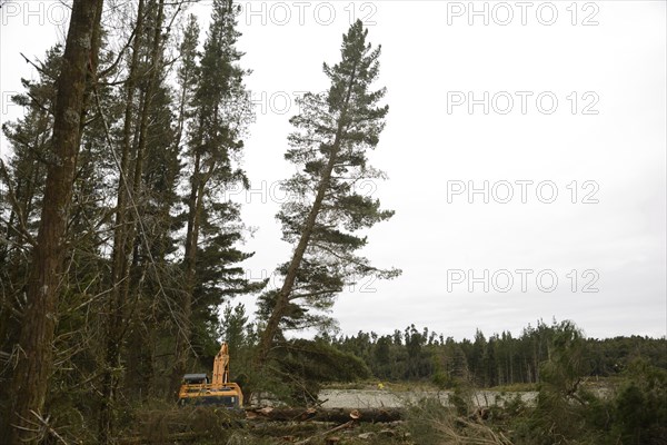 A Pinus radiata tree is felled by an autocutter at a milling site in exotic forest on the West