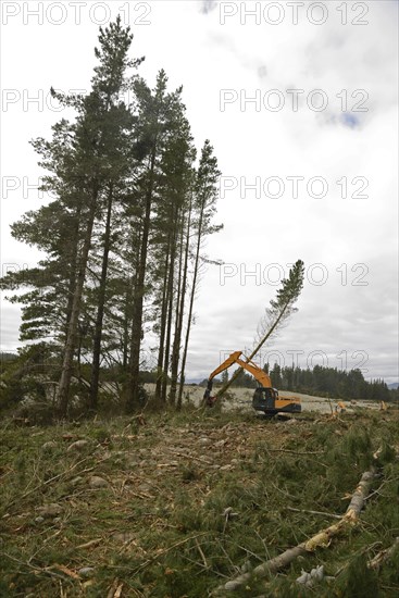 A Pinus radiata tree is felled by an autocutter at a milling site in exotic forest on the West