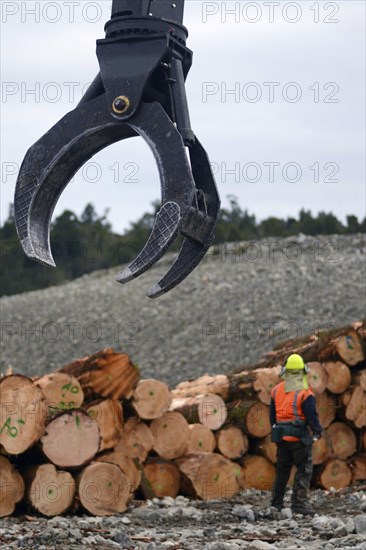 A giant claw reaches out for more logs at a milling site in exotic forest on the West Coast, New