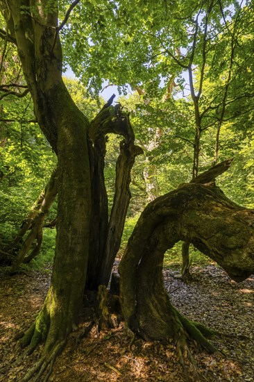The Sababurg primeval forest, also known as the Reinhardswald primeval forest, is a nature and