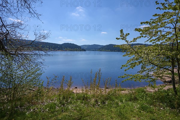 Schluchsee surrounded by green trees and a clear blue sky in the background, spring, Schluchsee,