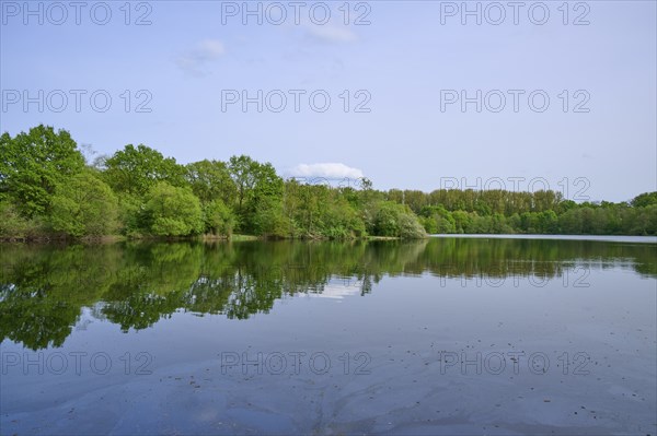A quiet lake with a clear reflection of the surrounding green trees under a blue sky, spring,