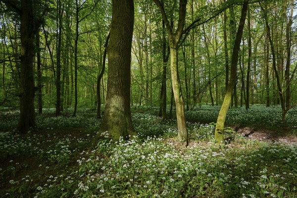 Light-flooded forest with green leaves and blooming wild garlic on the forest floor in spring,