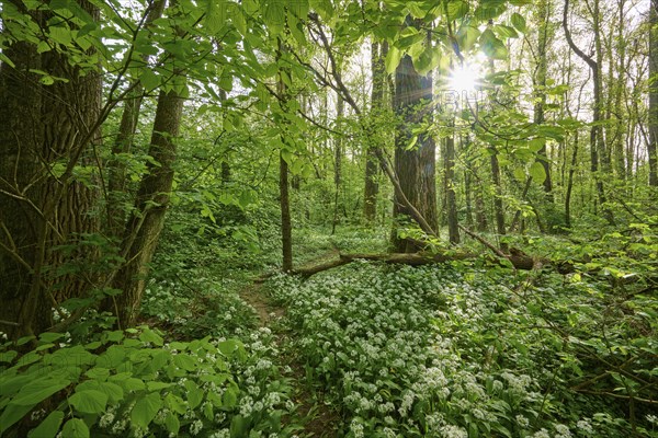 Light-flooded forest with green leaves and blooming wild garlic on the forest floor in spring,