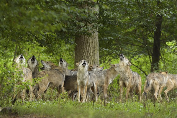 Wolf (Canis lupus), wolf pack standing and howling in a green forest area, summer, Germany, Europe