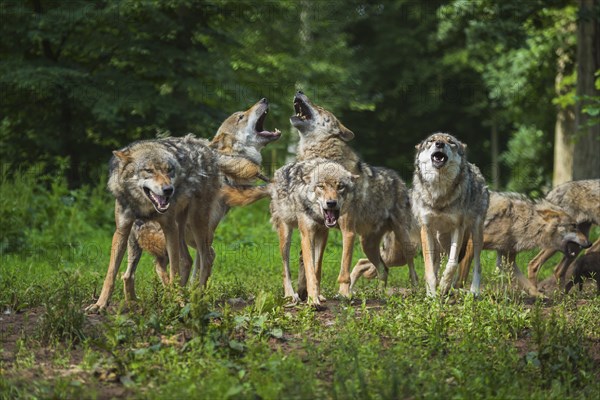 Wolf (Canis lupus), wolf pack standing and howling in a green forest area, summer, Germany, Europe