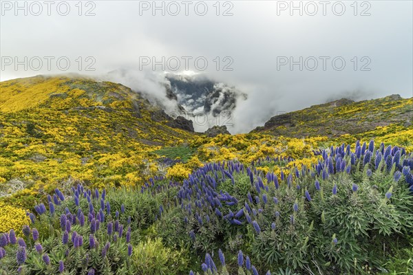Pico do Arieiro. Blooming Yellow Mountains and Purple Pride of Madeira Flowers on Cloudy Day.