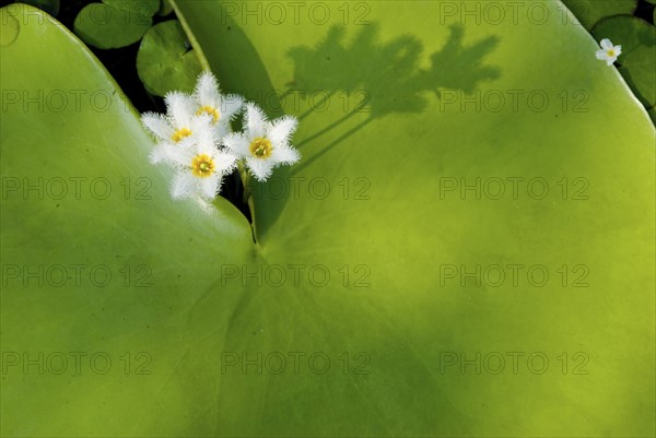 Water Snowflake flowers (Nymphoides indica) blooming from large green leaf casting shadows in