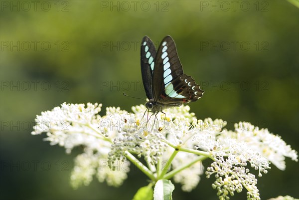 Blue Triangle butterfly (Graphium sarpedon) with brown wings and light blue spots perches on white