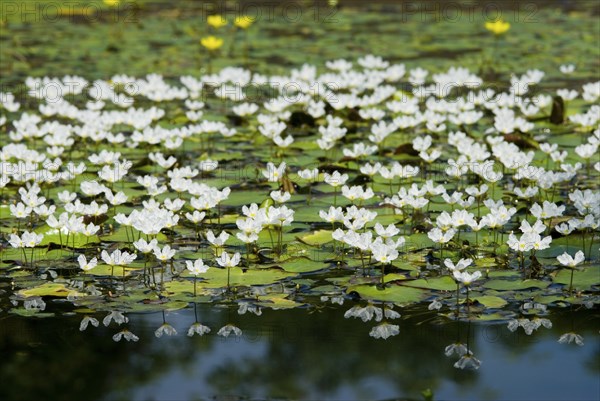 A pond filled with white water snowflake flowers (Nymphoides hydrophylla) and green leaves,