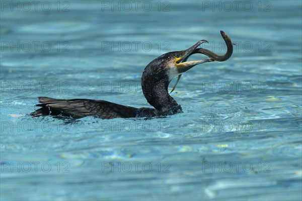 Great cormorant (Phalacrocorax carbo) with eel as prey, hunting