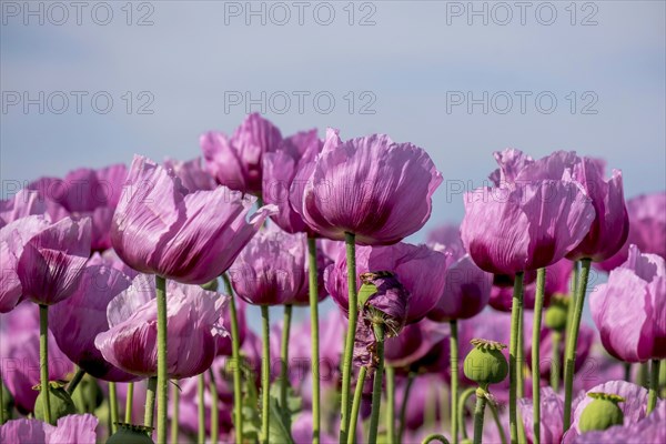 Opium poppy (Papaver somniferum), cultivation of edible poppy, poppy field, Donnersbergkreis,